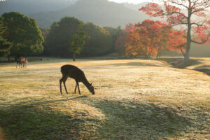 奈良公園の朝